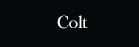 Colt